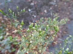 Erigeron floribundus
