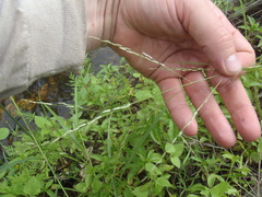 Eragrostis mexicana