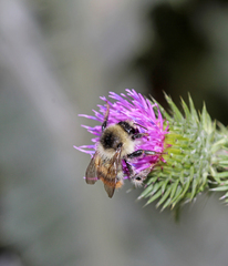 Bombus sylvarum