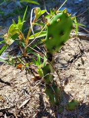 Opuntia drummondii