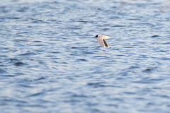 Hydrocoloeus minutus