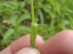 Eragrostis mexicana