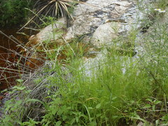 Eragrostis mexicana