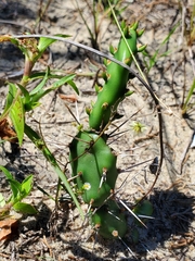 Opuntia drummondii