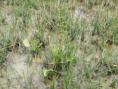 Echinodorus berteroi