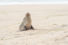 Arctocephalus pusillus pusillus