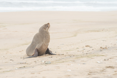 Arctocephalus pusillus pusillus