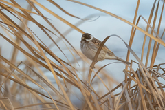 Emberiza schoeniclus