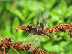 Libellula depressa