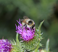 Bombus sylvarum