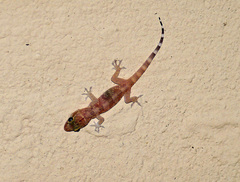 Hemidactylus turcicus