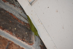 Neoconocephalus triops
