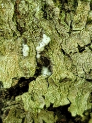 Cryptococcus fagisuga