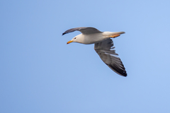 Larus fuscus barabensis