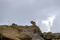 Callospermophilus lateralis