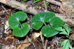 Asarum europaeum