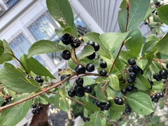 Aronia