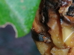 Brachycera