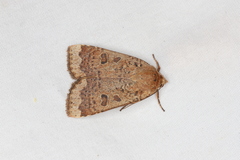 Abagrotis