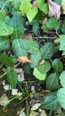 Euonymus fortunei