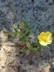 Oenothera humifusa