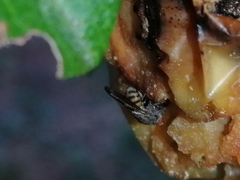 Brachycera