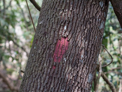 Copaifera langsdorffii