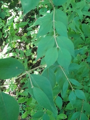 Lonicera maackii