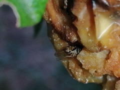 Brachycera