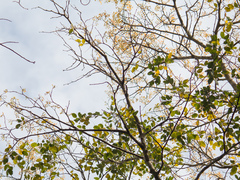 Copaifera langsdorffii