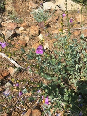 Penstemon azureus