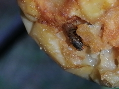 Brachycera