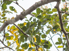 Copaifera langsdorffii