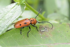 Tetraopes tetrophthalmus