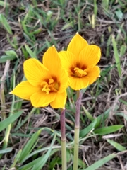 Zephyranthes tubispatha