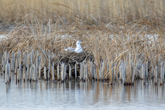 Larus fuscus barabensis