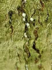 Cryptococcus fagisuga