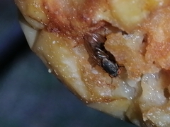 Brachycera