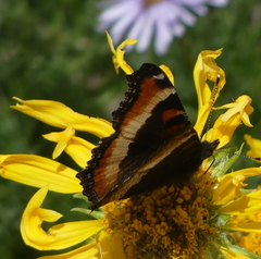 Aglais milberti