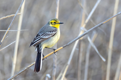Motacilla citreola