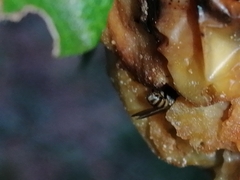 Brachycera