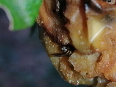 Brachycera