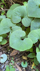 Asarum canadense