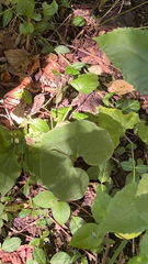 Asarum canadense