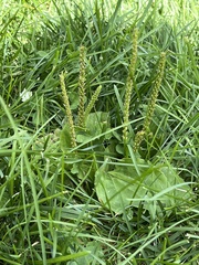 Plantago major