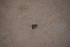 Tetanolita mynesalis