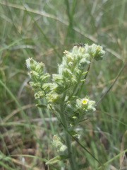 Oreocarya suffruticosa setosa