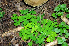 Oxalis acetosella