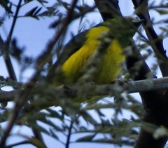 Euphonia chlorotica