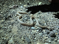 Hypsiglena chlorophaea